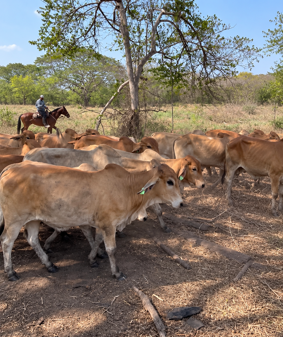 Four Gates livestock