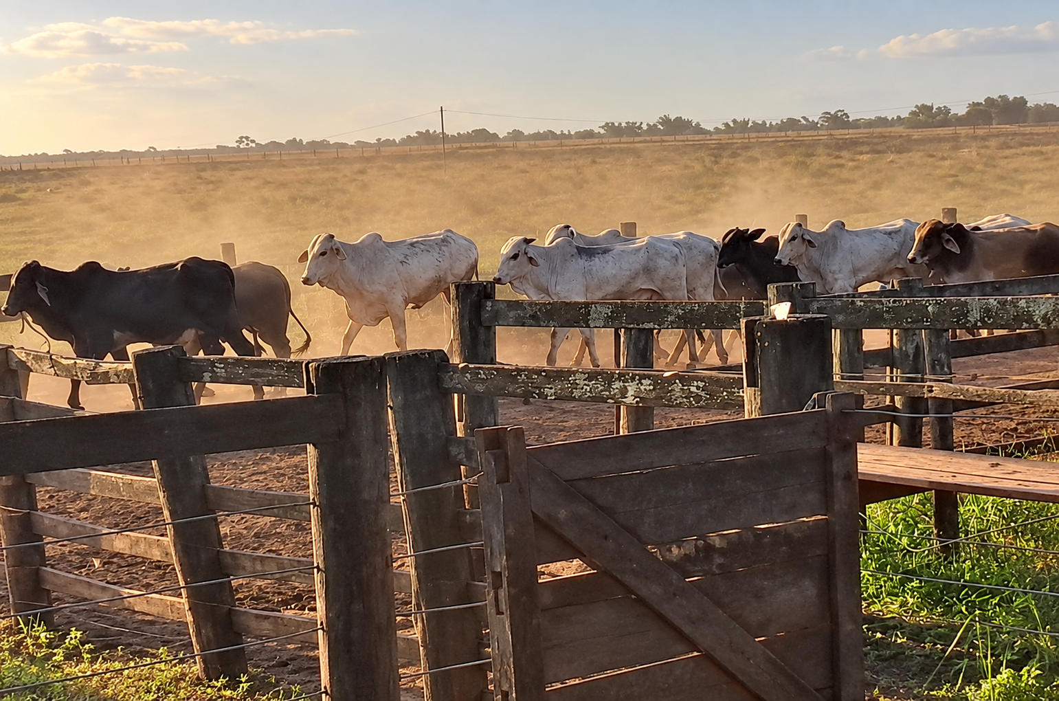 Livestock supply