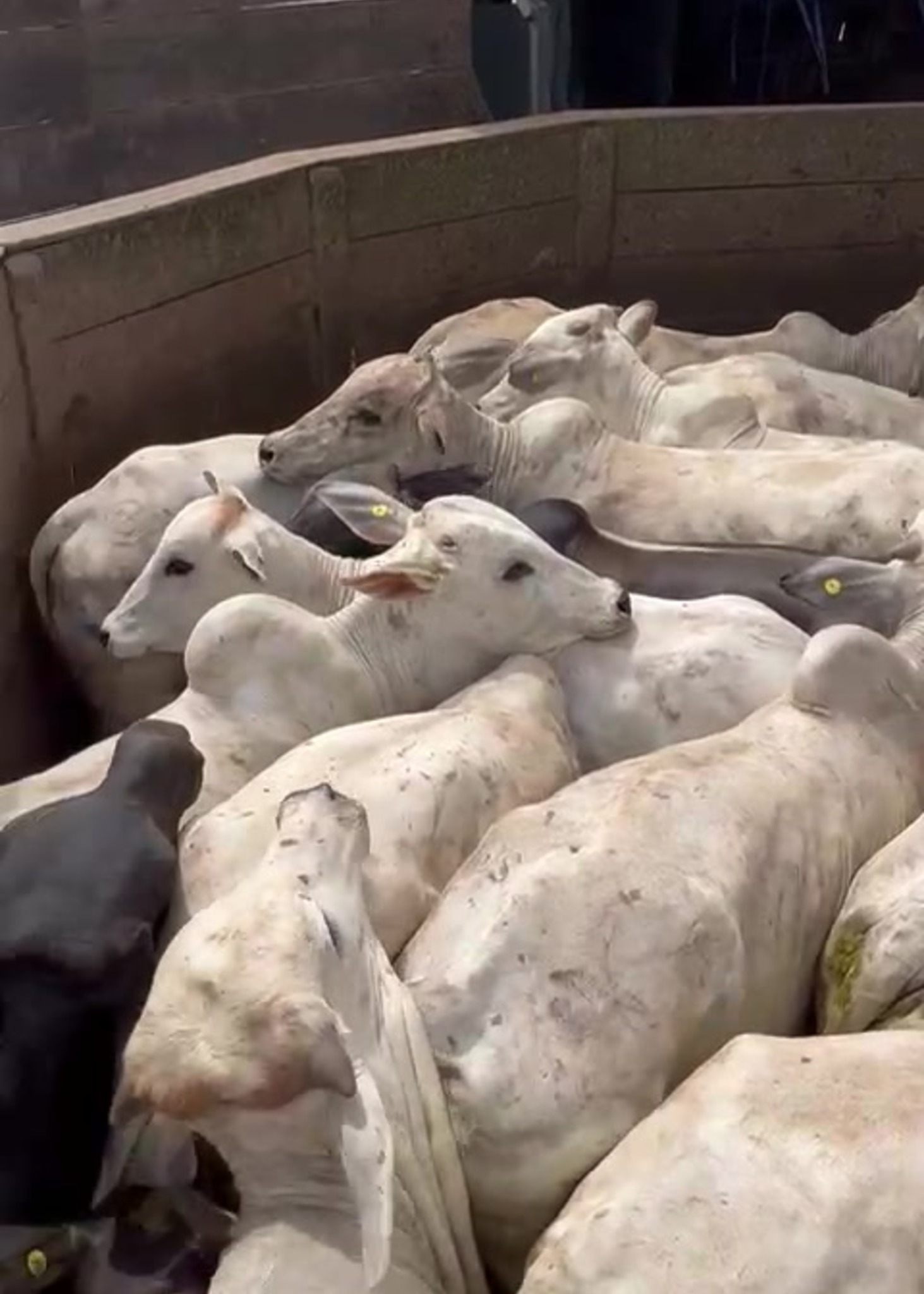 Cattle at Four Gates Trading livestock facility