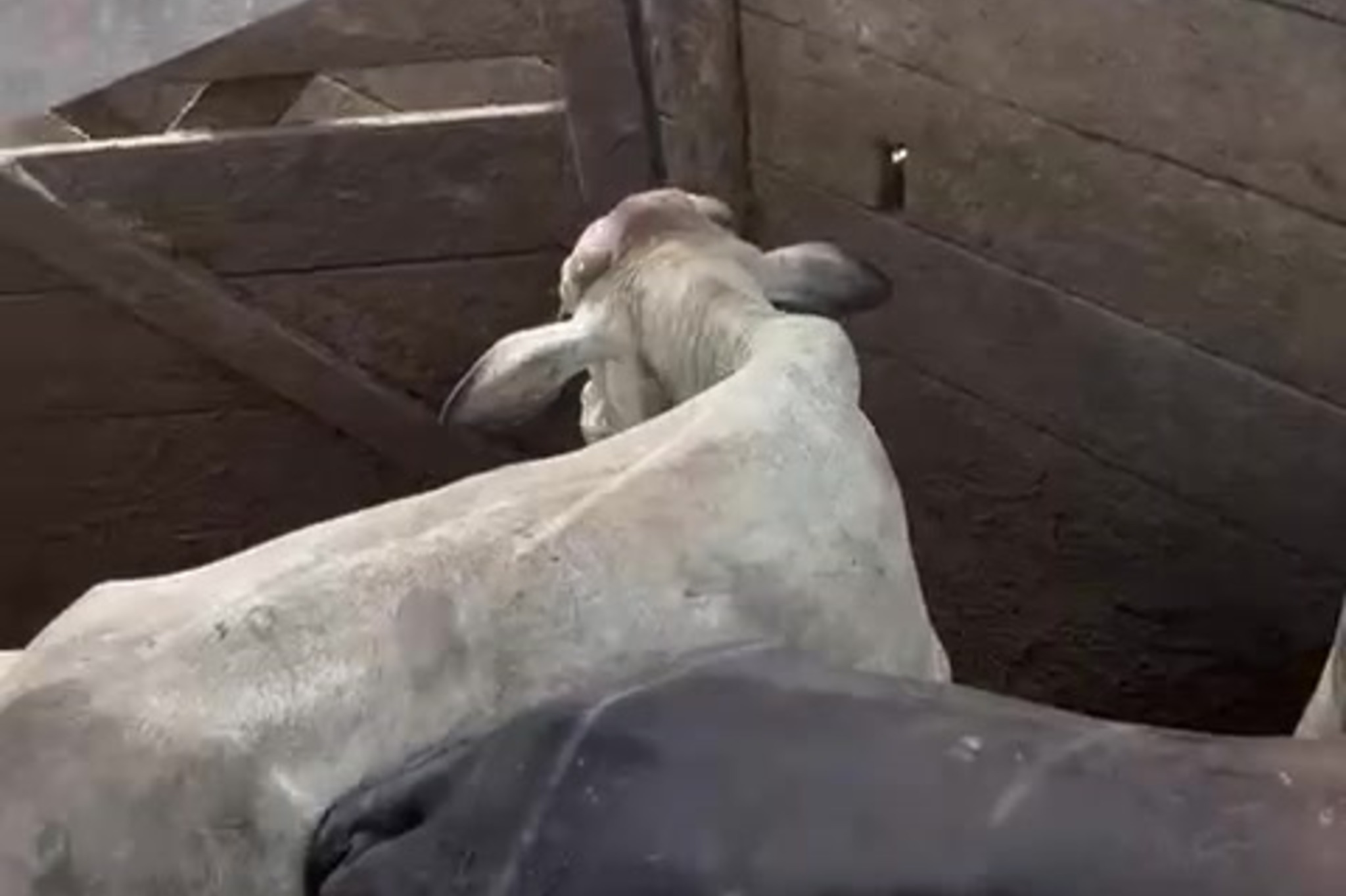 Sheep at Four Gates Trading livestock facility