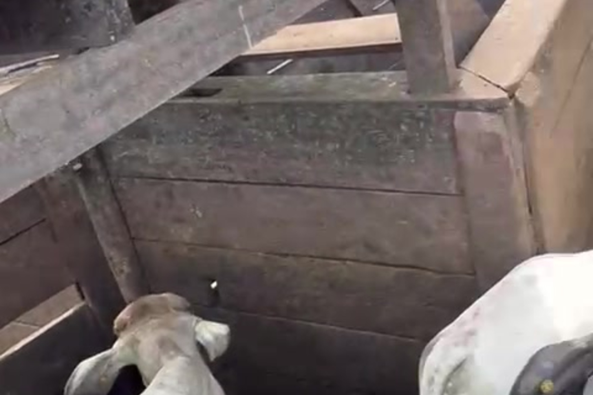 Calves at Four Gates Trading livestock facility