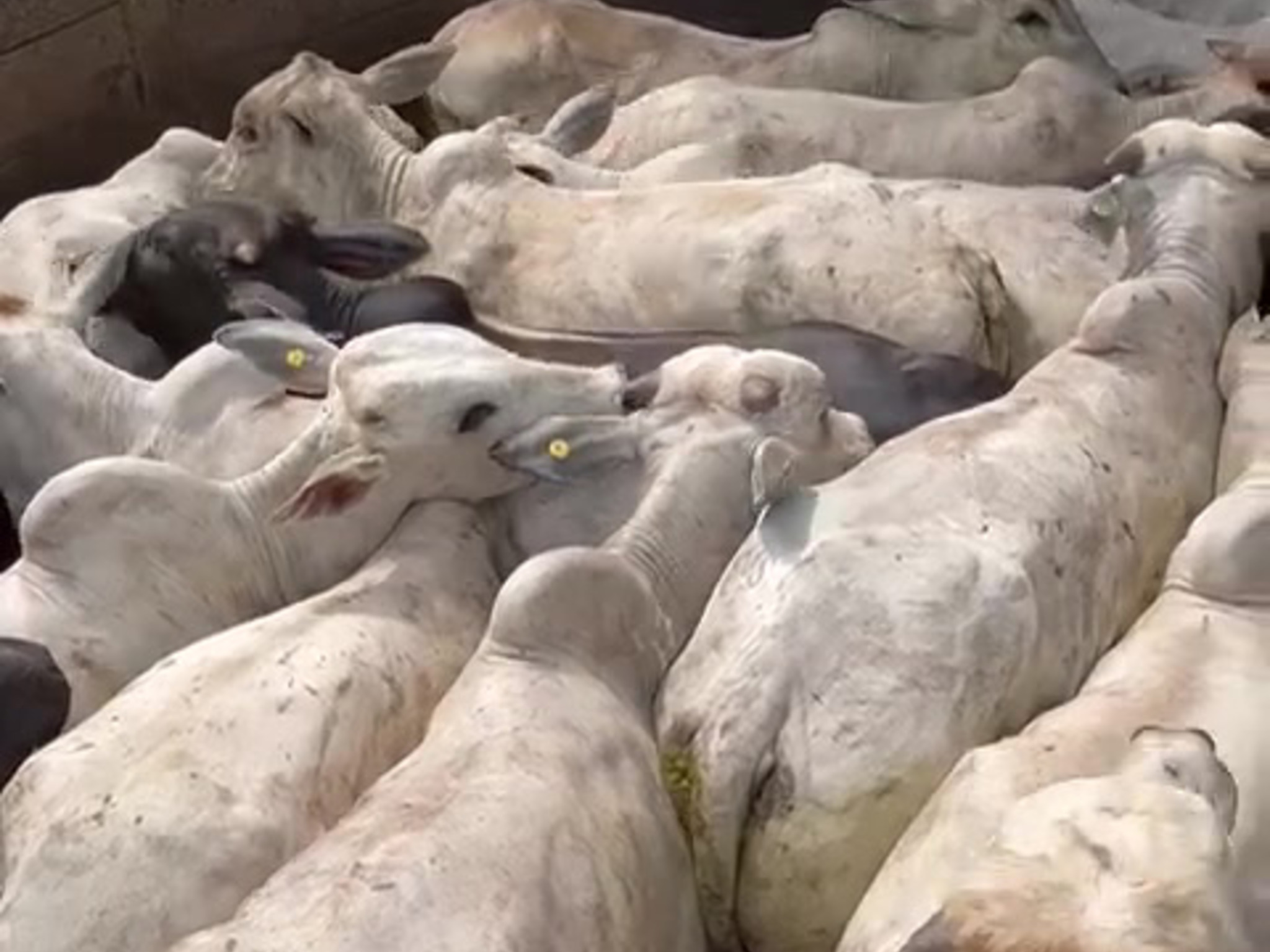 Four Gates Trading livestock herd