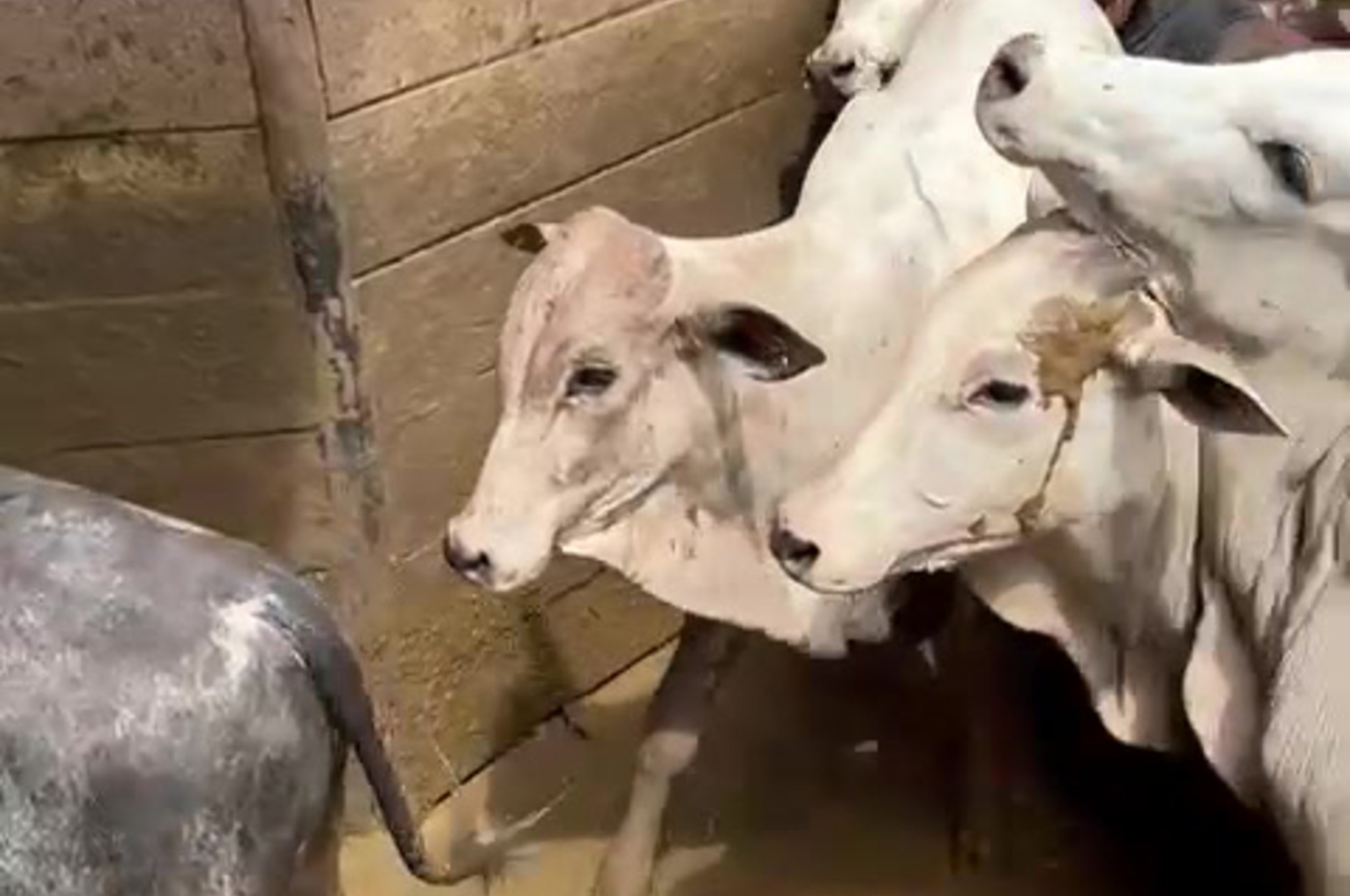 Four Gates Trading livestock herd