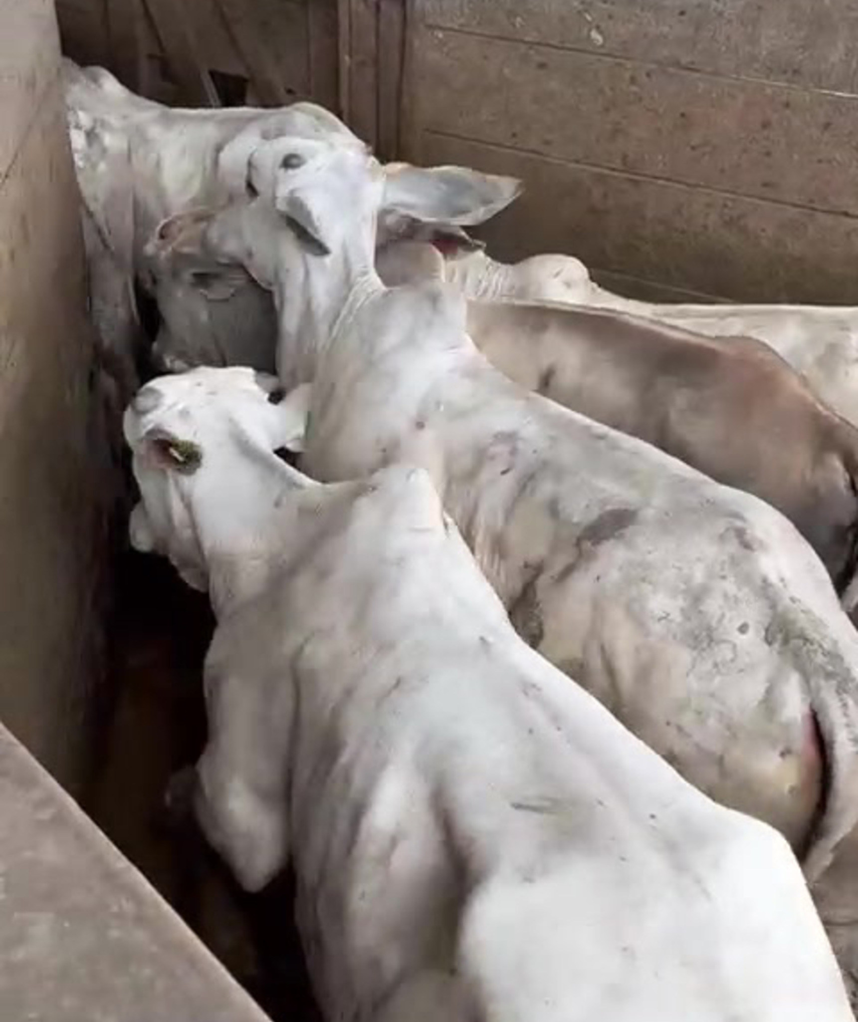 Young calves standing together