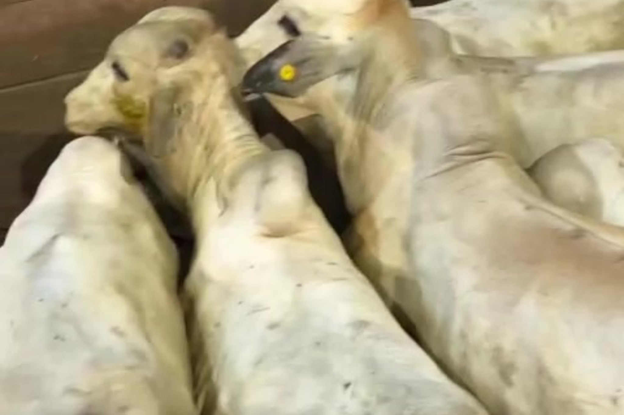 Close-up of cattle
