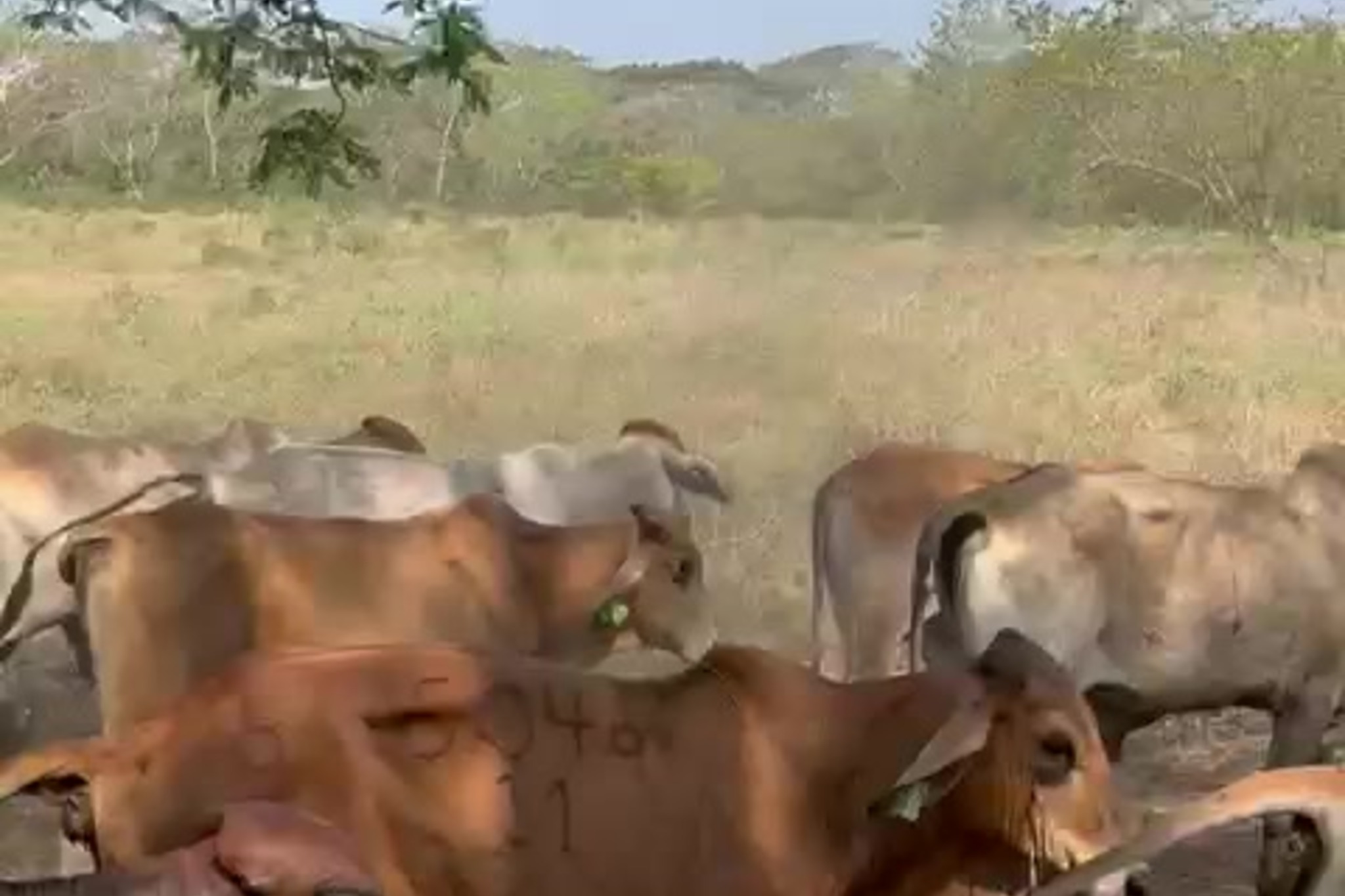 Livestock feeding