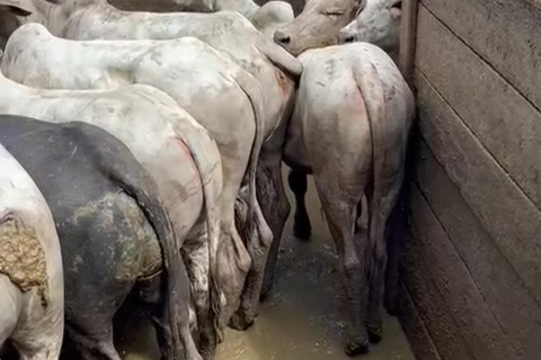 Cattle standing in a farm enclosure